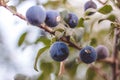 The berries of the plant Turn. Royalty Free Stock Photo